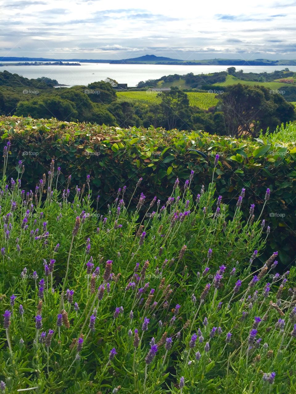 Flowers in Waiheke