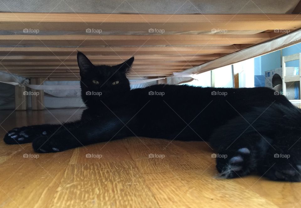 Black cat under a bed