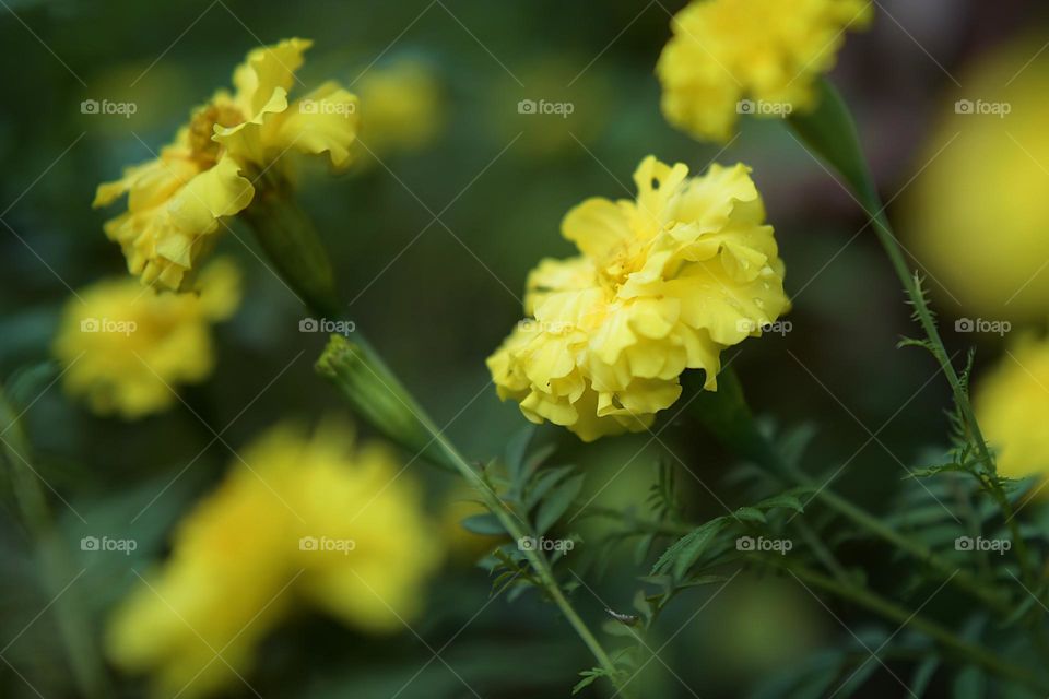 Marigold flowers symbolize beauty, wealth, glory, warmth, to holiness. In addition to these meanings, there are other meanings that are contradictory. This flower is also believed to symbolize sadness, breakup, grief, disappointment, and cruelty.