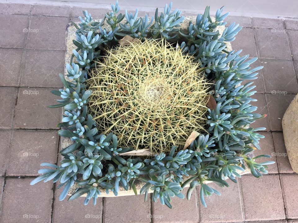 Cactus in pot