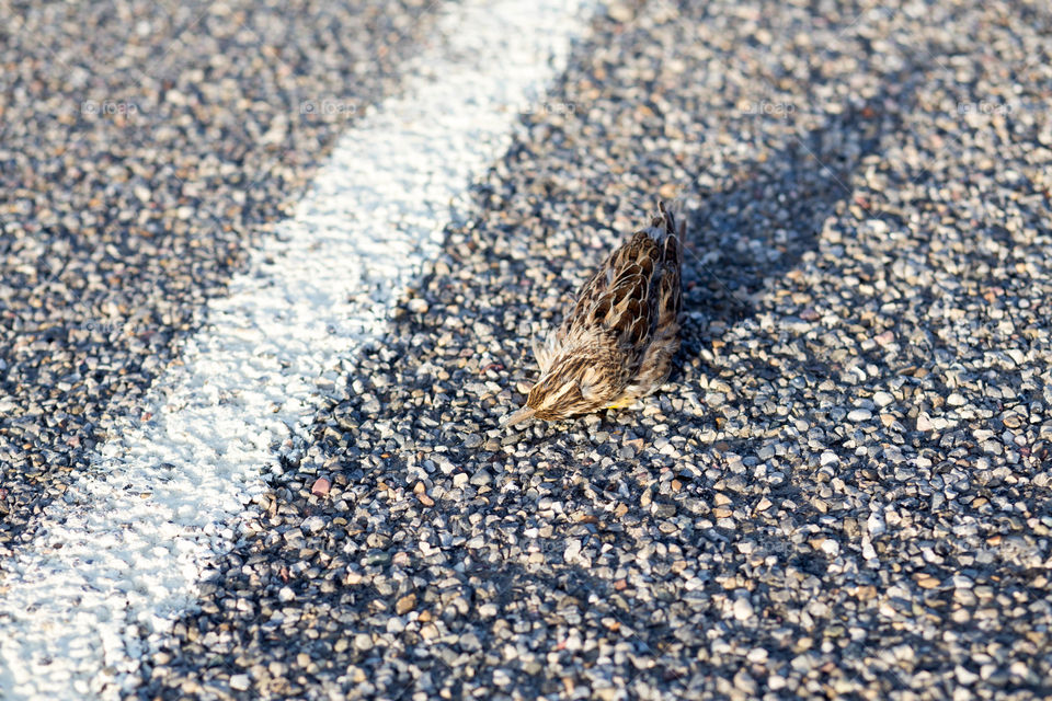 dead bird