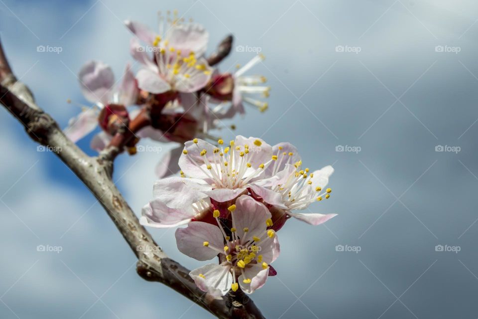 Blossoming branch of apricot.