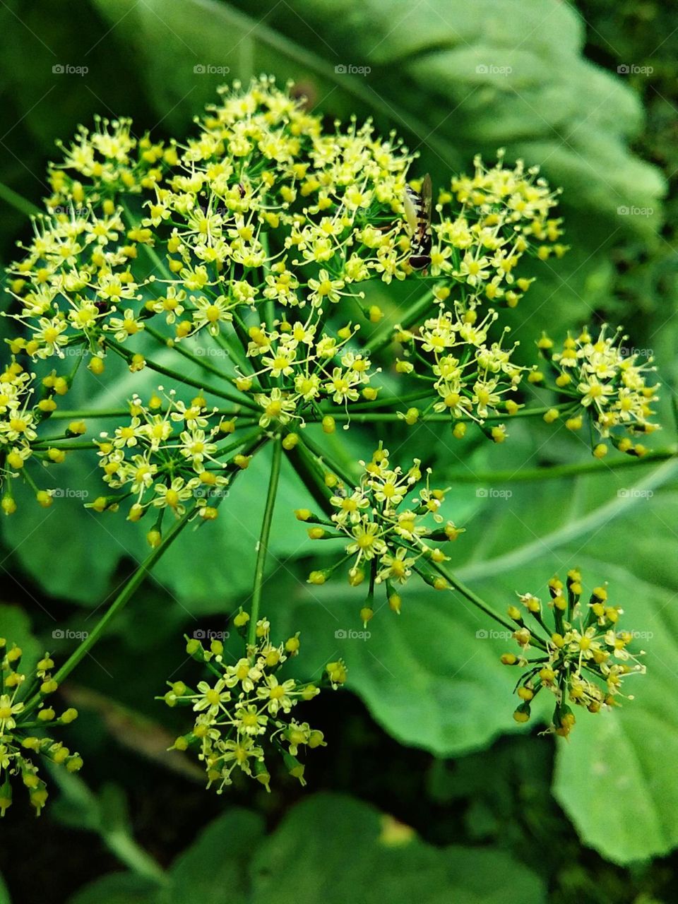 Pequena e cheia de detalhes .