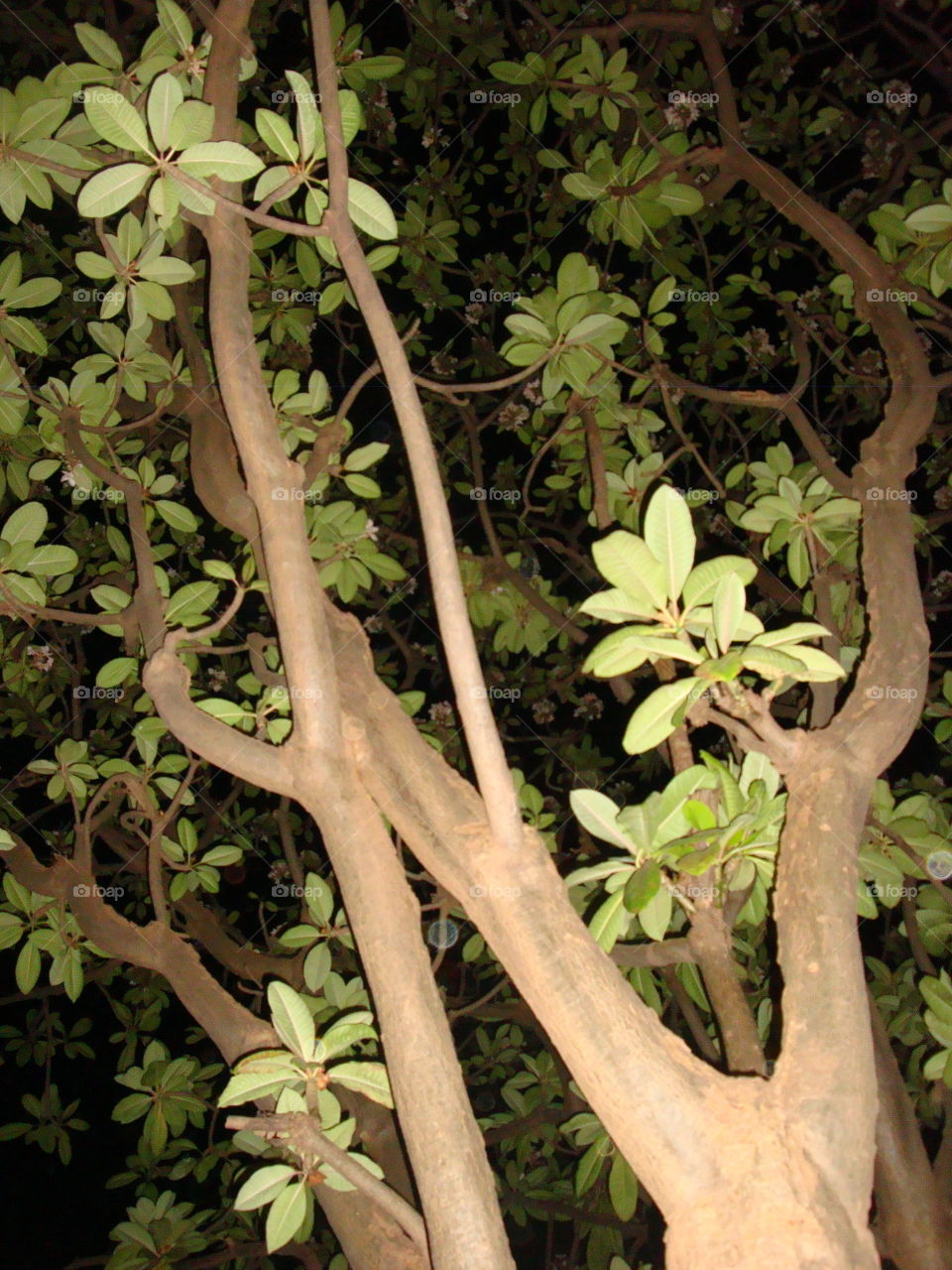 African tree branches at night