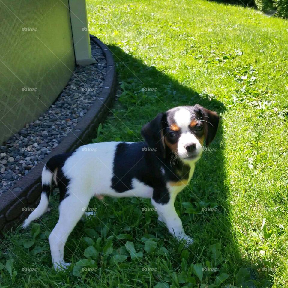 Young puppy in shadow on green lawn.