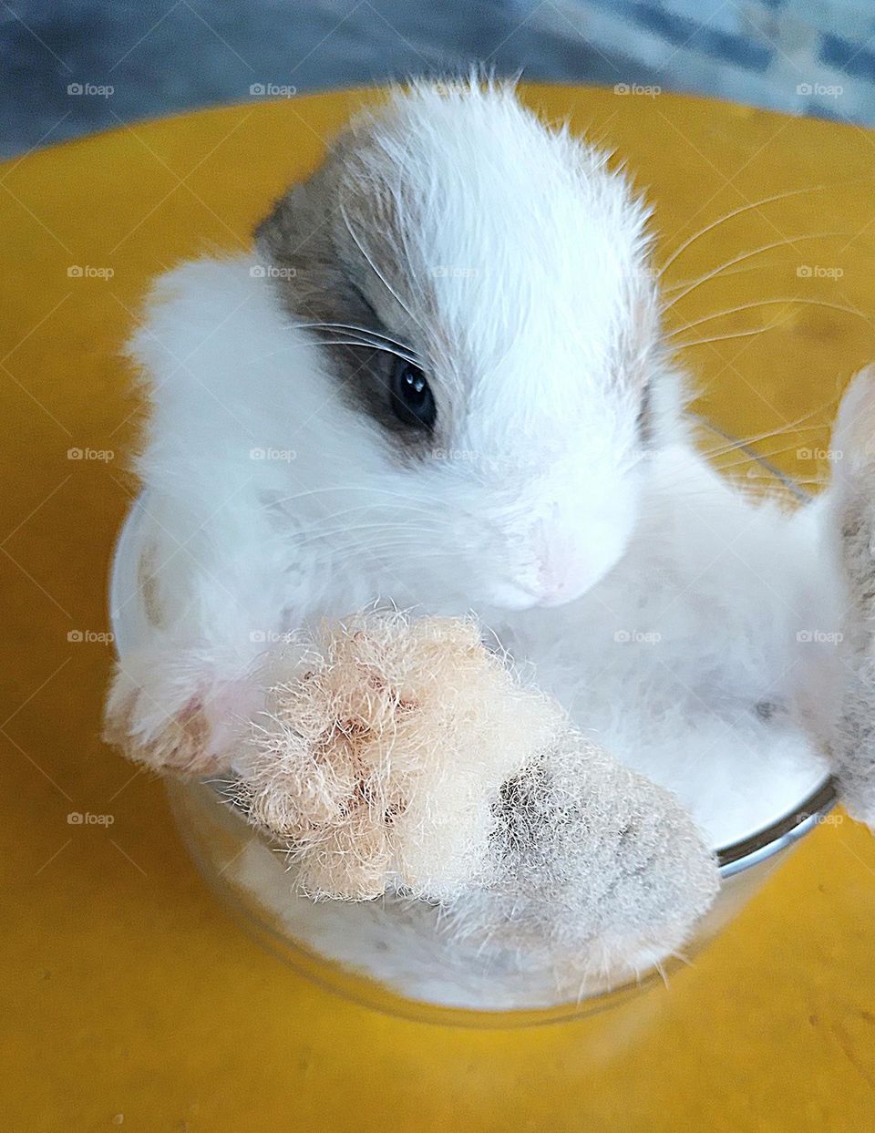 conejito adorable y tierno rabbit so cute
