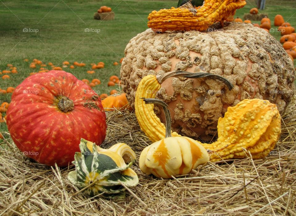 All Types of Pumpkins