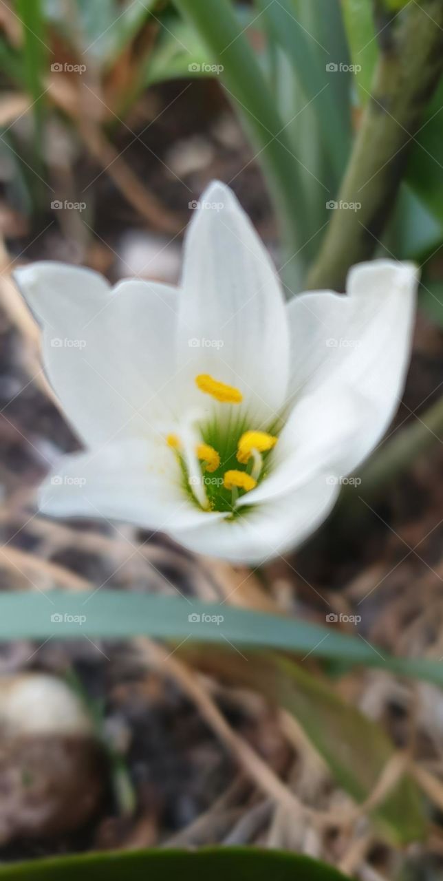 beautiful white flower, reflects purity and beauty