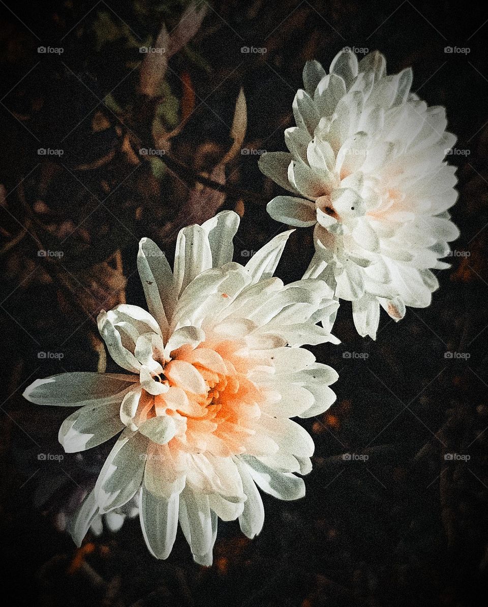 The Chrysanthemum morifolium is a symbol of optimism  joy and longevity, and it has been associated with many cultures throughout history. It has played a significant role in Chinese culture, where it is often referred to as the golden flower