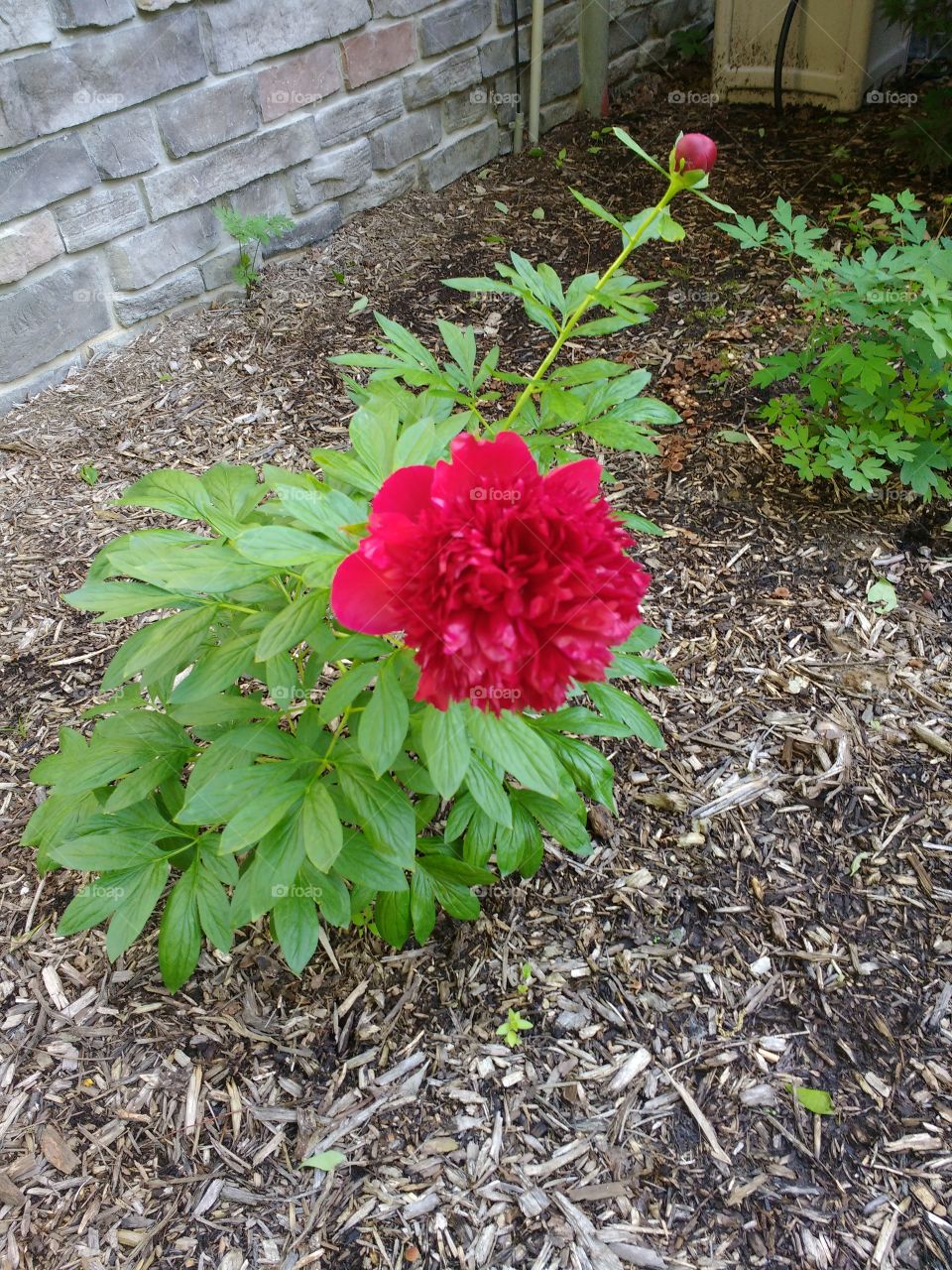 pretty red flower