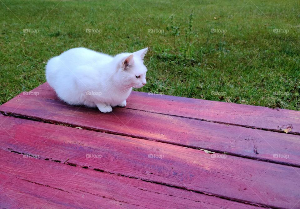 Cat on Magenta Deck