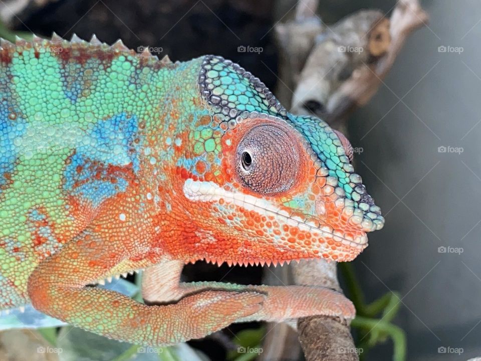 Panther chameleon 