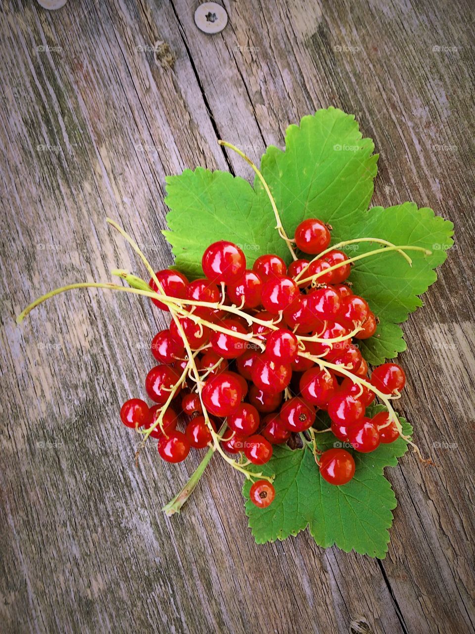 Redcurrants. Redcurrants on leaves