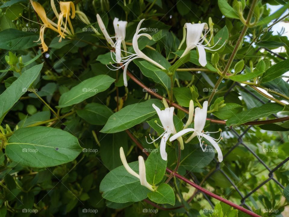 Climbing honeysuckle blooms. White flowers.