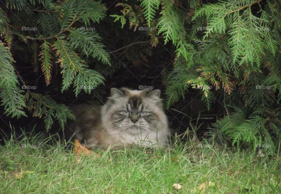 A cat hiding in the bushes 