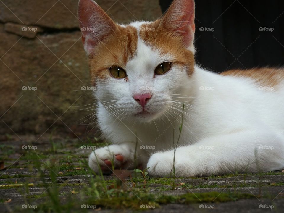 portrait of a red cat