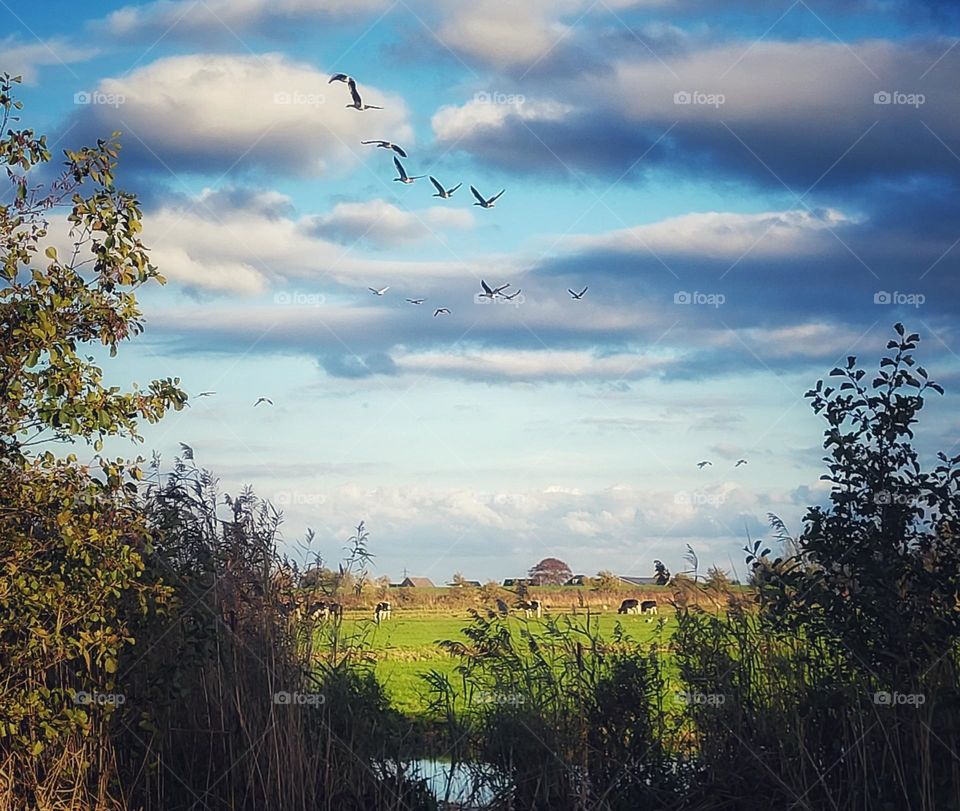 Landscape of the Netherlands