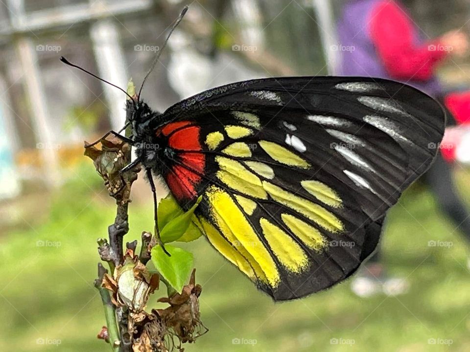 Beautiful and colourful butterfly