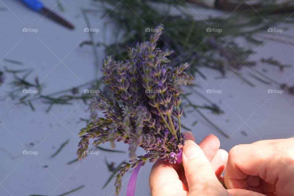 Lavender flowers on woman hand