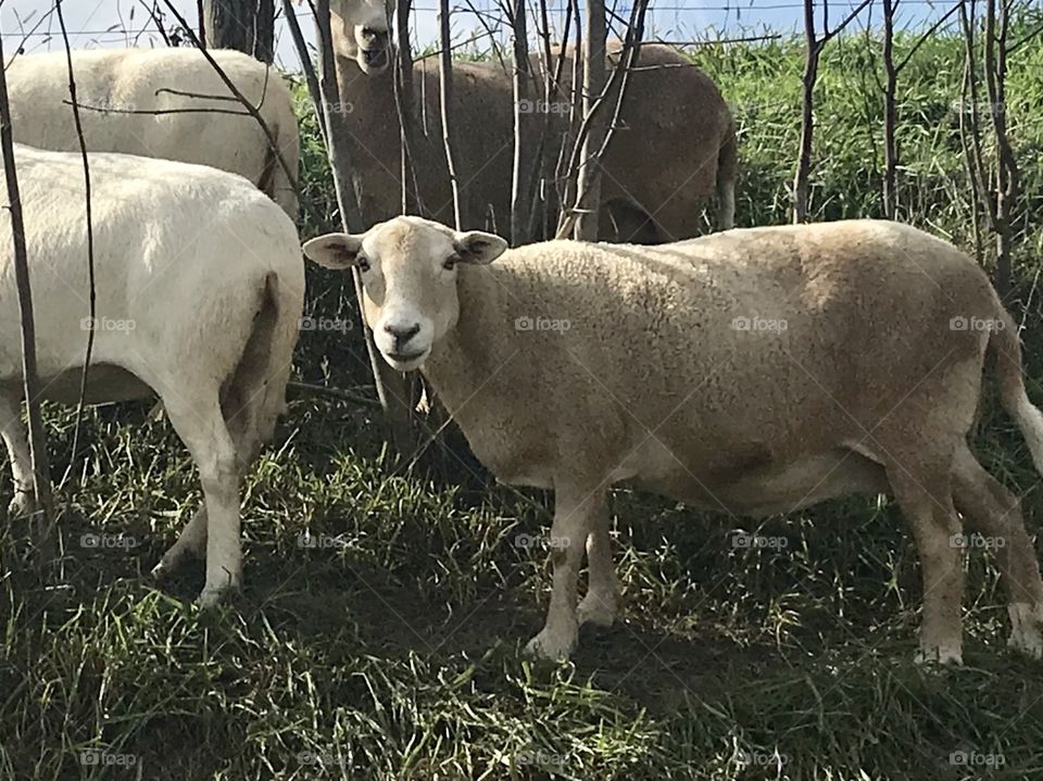 Sheep on a hill