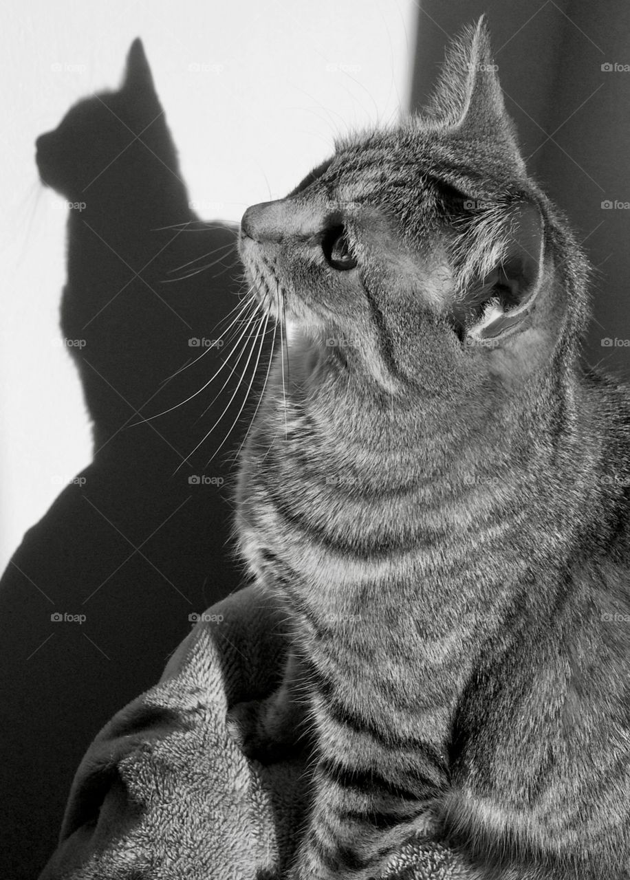 Grey tabby cat with its shadow on the wall 
