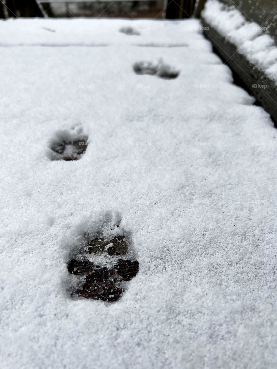 Paw prints in the snow leading away