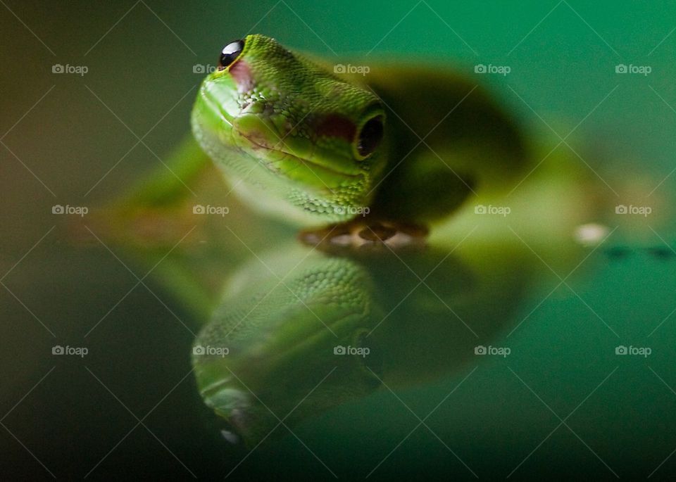 Tiny, green gecko reflection