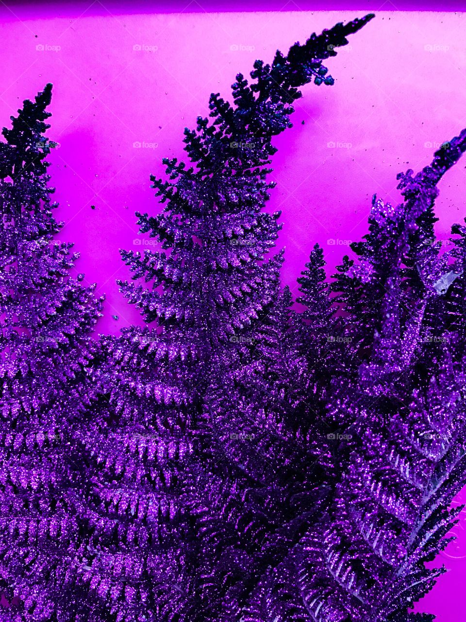 Purple sparkle fern