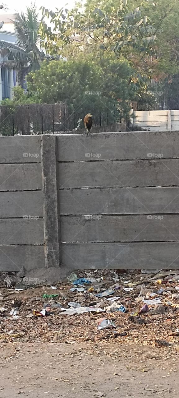 curlews sitting on the wall