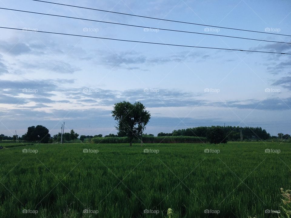 A view from the farms of India 🇮🇳