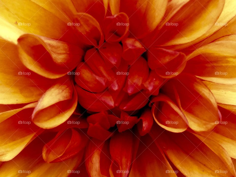 Close-up of a dahlia flower