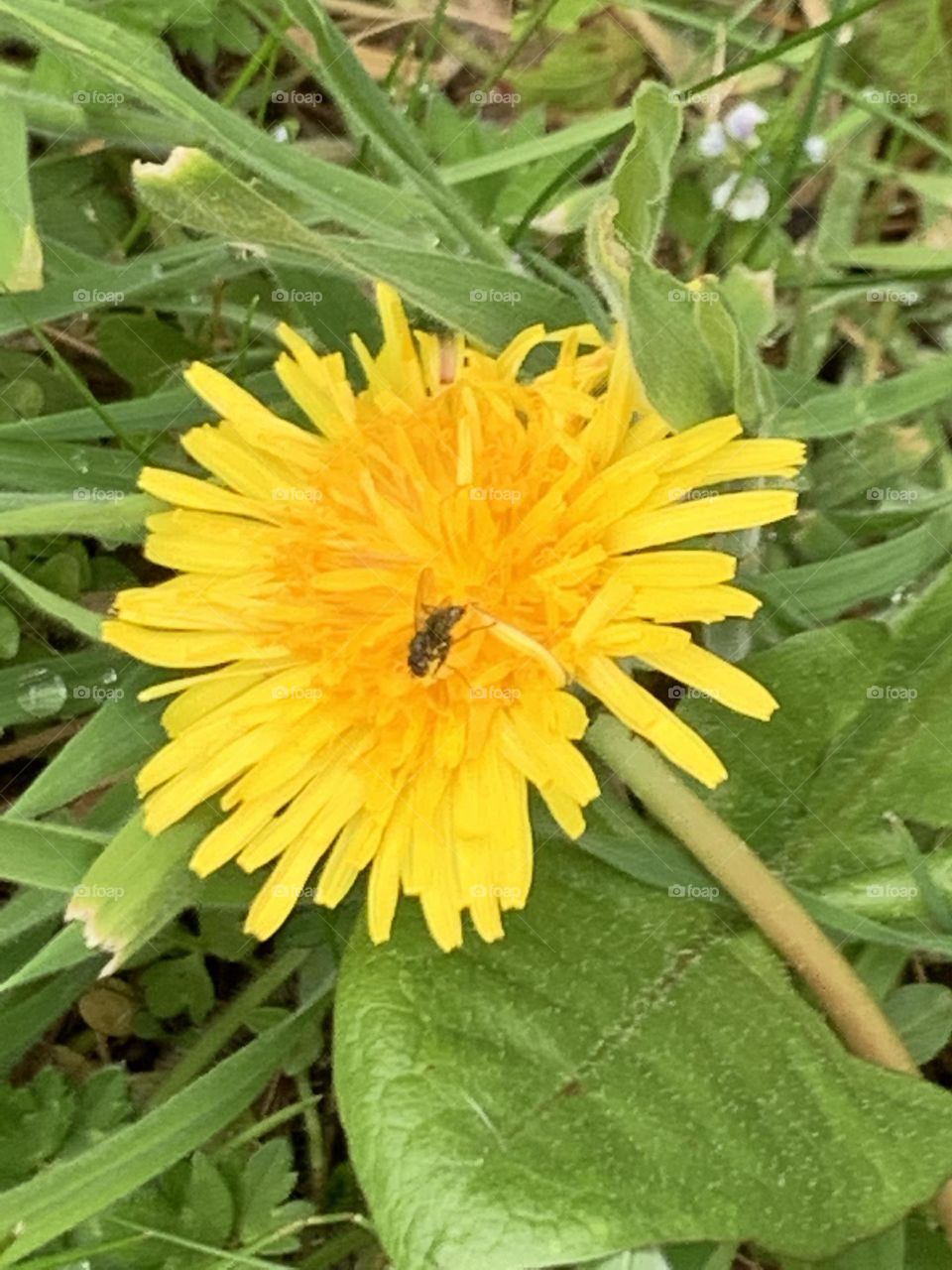 Dandelion weed