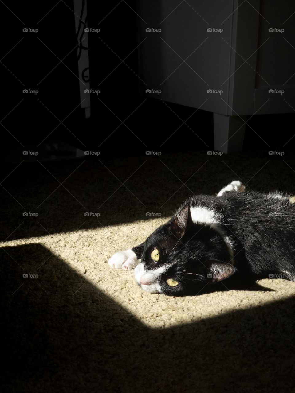 A cat relaxing on sun 🌞