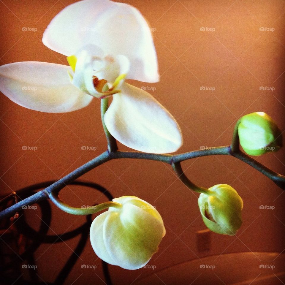 White Orchid
