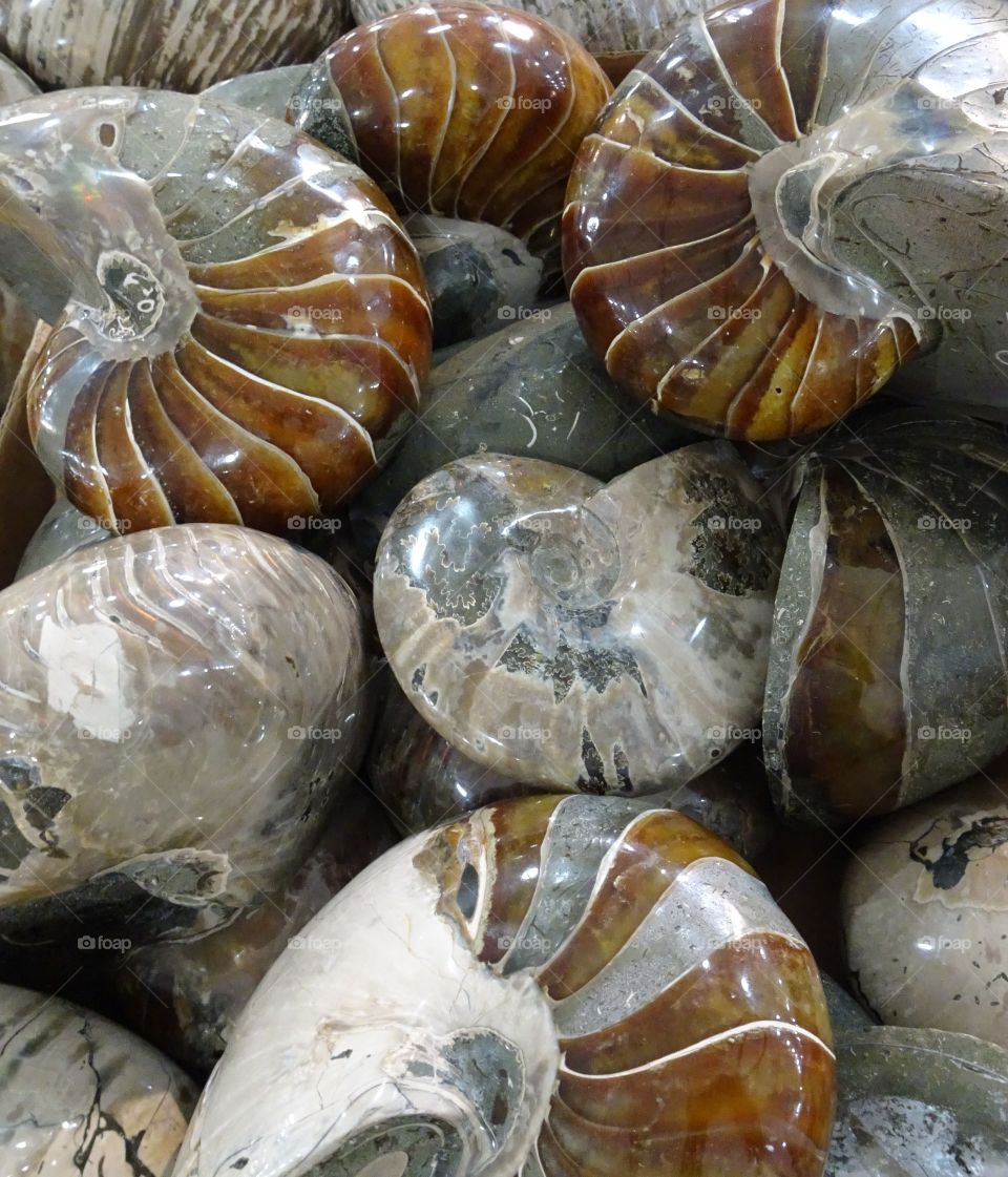 Petrified shells
