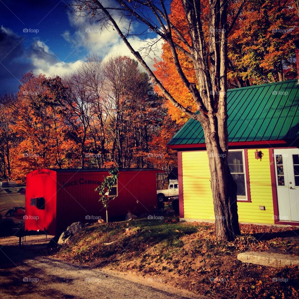 Fall scene