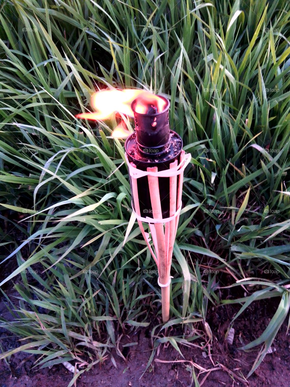 Grass, Nature, Flower, Summer, Outdoors