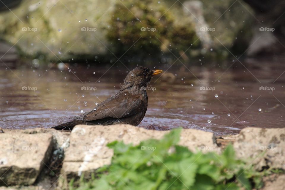 Blackbird hen bathing in the sunshine 