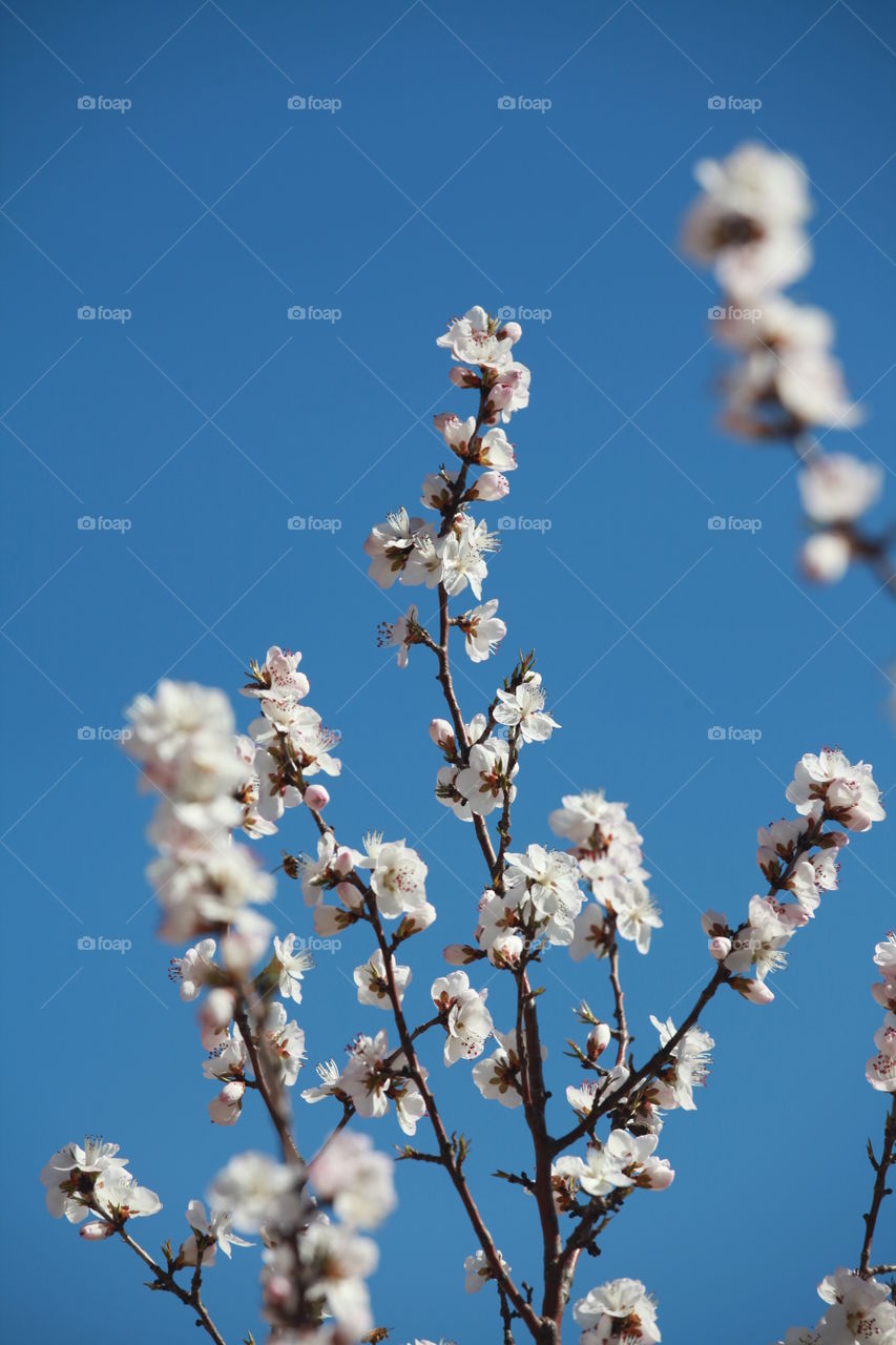 Low angle view of cherry blossom tree