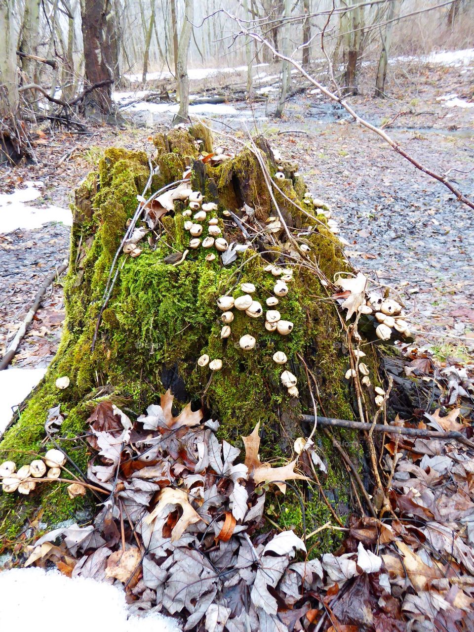Winter stump coming back to life