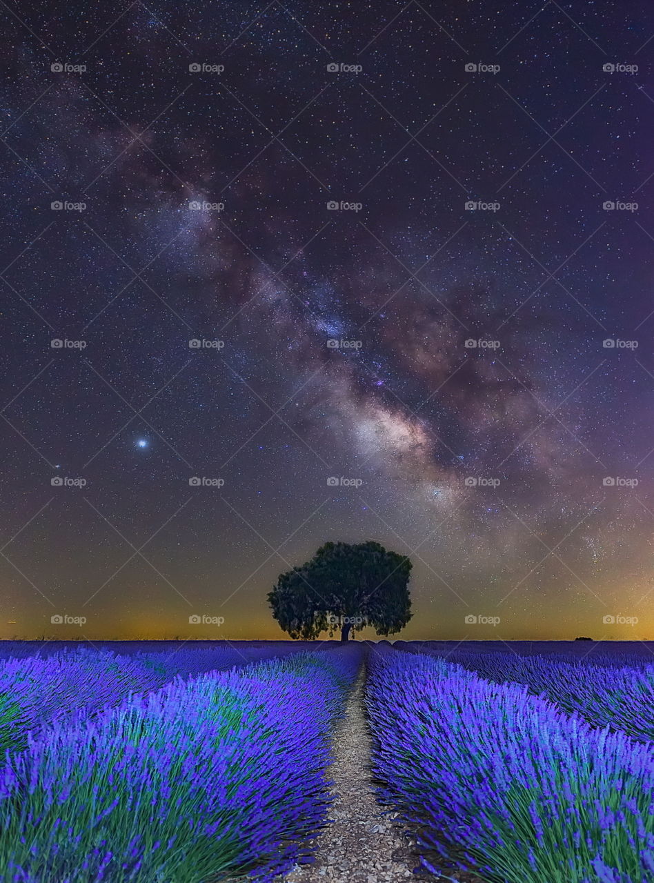 Campo de lavanda y la Via Láctea