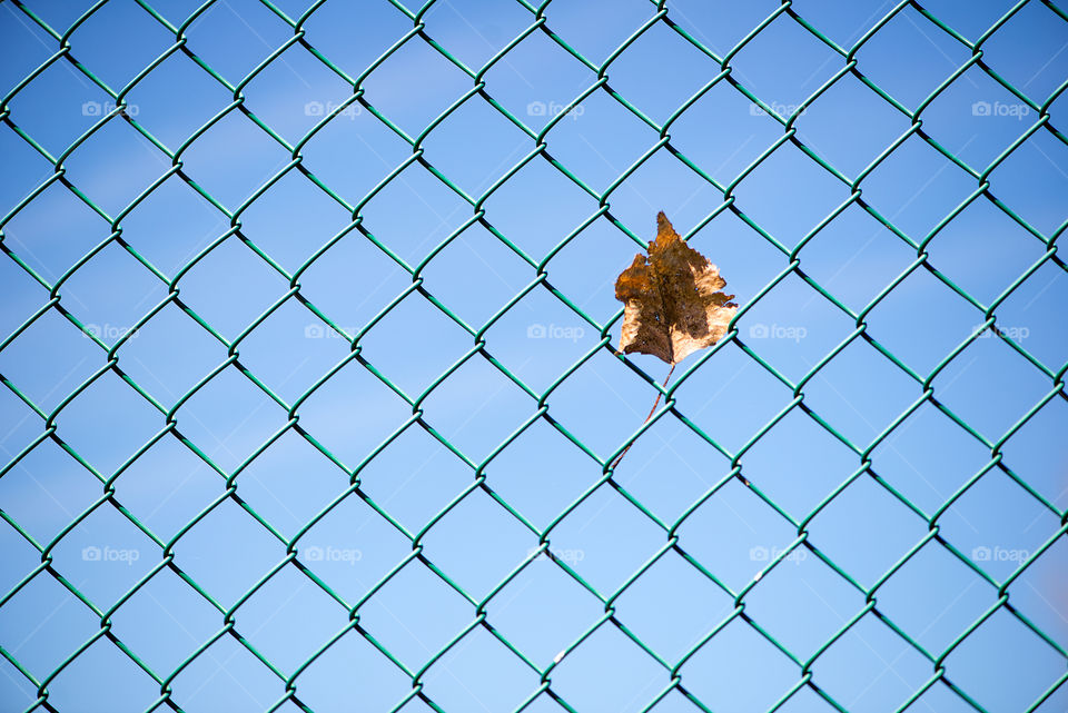 Autumn leaf on a wire fence, blue sky