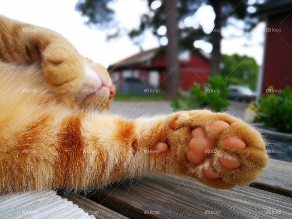 Paw