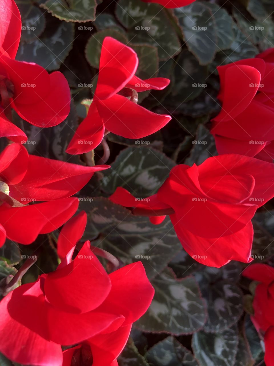 These cyclamen are fantastical, because that red is so massively appealing and very suitable for ones Valentine.