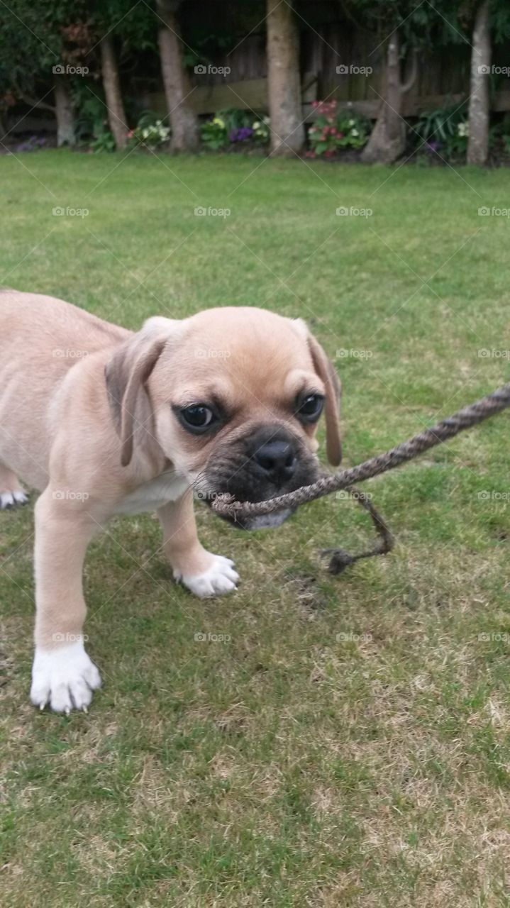 Puggle causing trouble