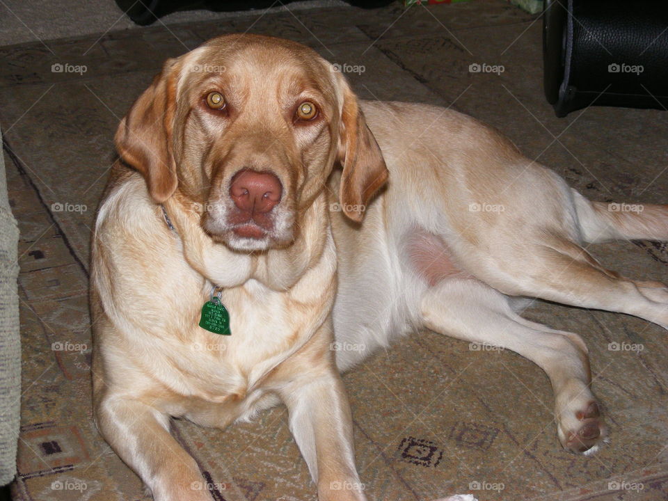 She is a Labrador retriever with a gorgeous shiny coat of fur.