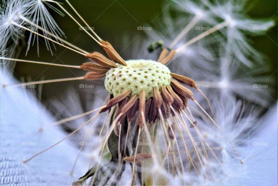 Dandelion seeds which are still attached to the flower close up macro picture