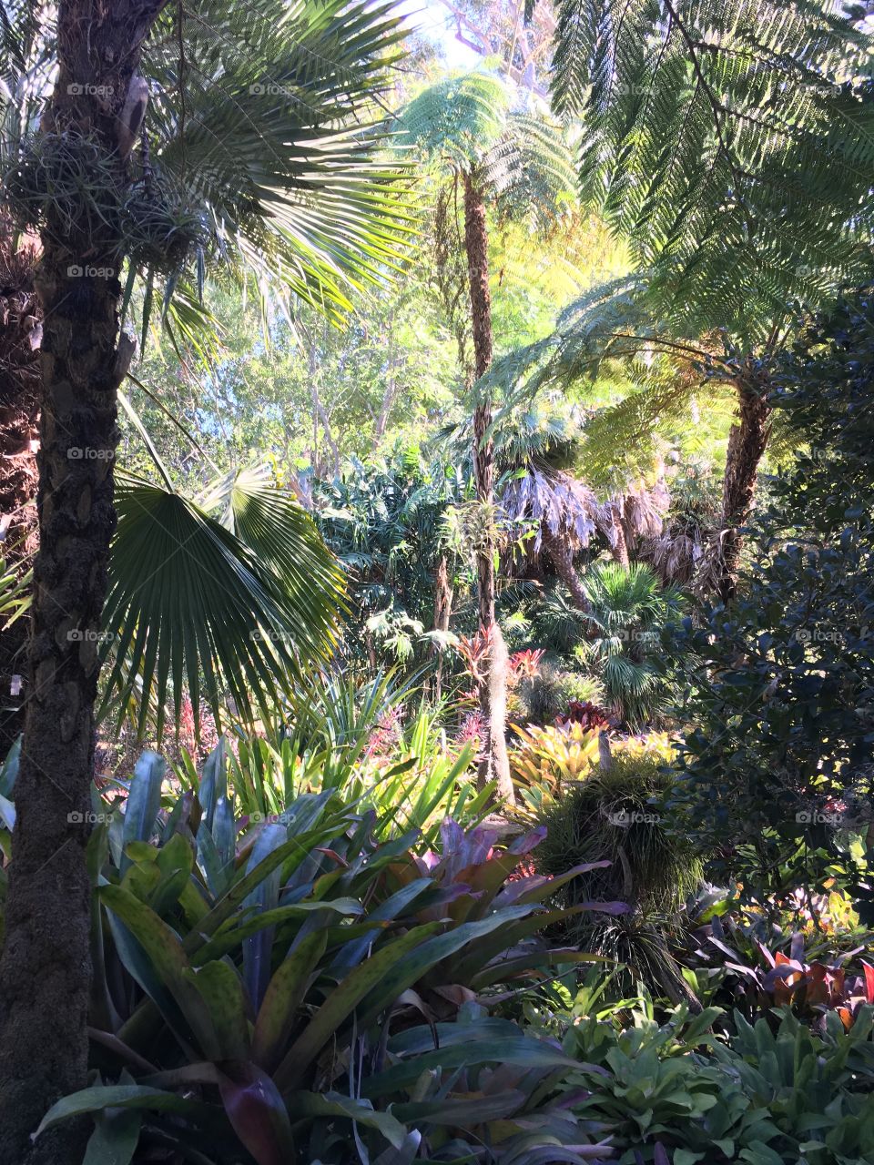 Lotusland botanical garden palms and bromeliads 