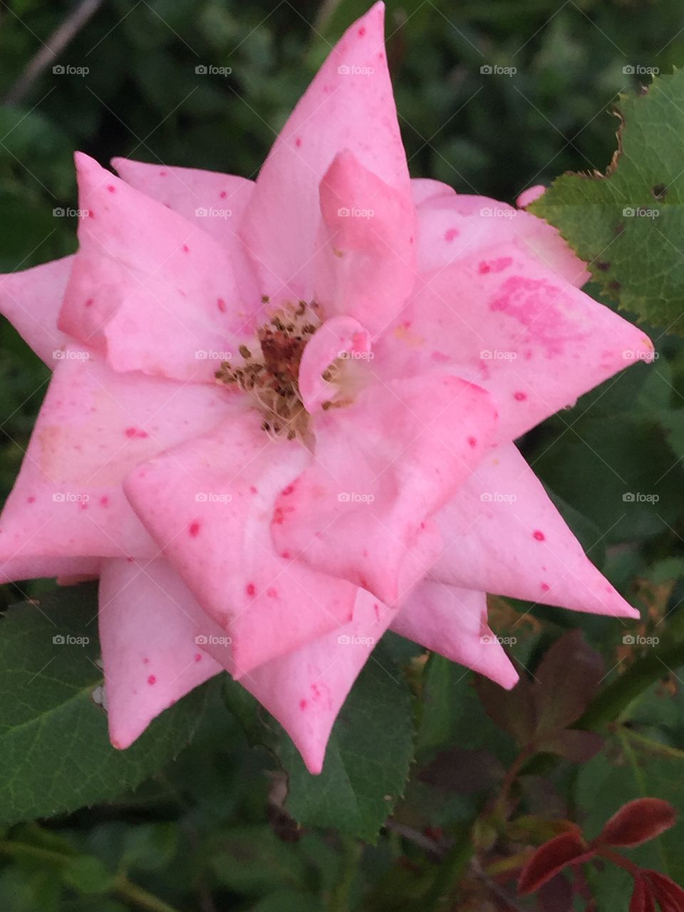 Pink speckled rose