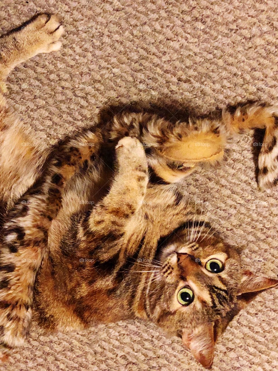 A Bengal cat with dark and light brown markings, its  pattern similar to a Bengal tiger, lays upside down on a light brown carpet, with yellow-green eyes wide open and pupils dilated, looking alert. 